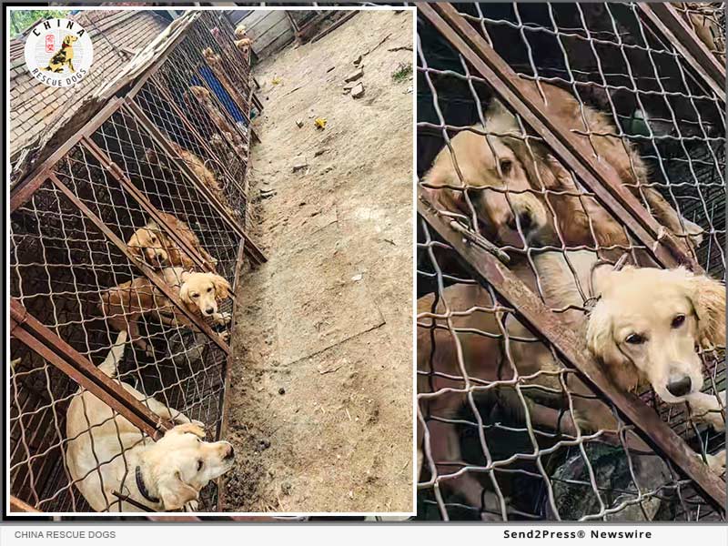 China Rescue Dogs Fights to Save Golden Retrievers