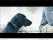 From Loss Comes Legacy: How a One-Eyed Retriever Inspired the Launch of Winged Retriever in Ohio