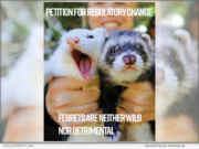 California’s Ferret Ban: Inherited in 1933 – Never Determined, says non-profit Legalize Ferrets