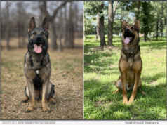 Scott’s K9’s Real-World Police Experience Drives 4,000+ Elite Protection and Security Dog Placements Worldwide