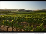 News: Domaine Carneros Named Sustainable Business of the Year, Celebrates Earth Day 2026 Domaine Carneros Named Sustainable Business of the Year