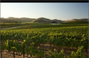 Domaine Carneros Named Sustainable Business of the Year