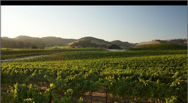 Domaine Carneros Named Sustainable Business of the Year