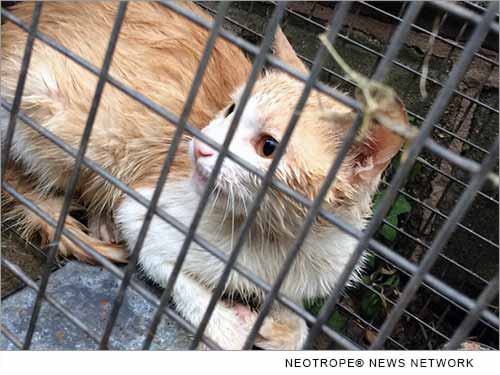 eNewsChannels: no kill animal shelter