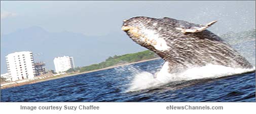 Humpback whale - credit: Suzy Chaffee