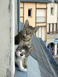 No man! Don't do it! Don't push that flowerpot off the edge... that's our last supply of catnip in the whole damn town! STOP!