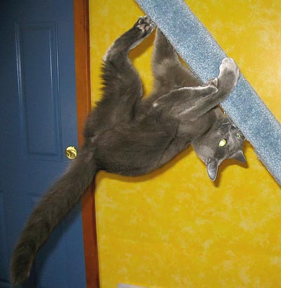 Spider cat, spider cat, I can climb upside down ... watch out... here comes the spider cat!