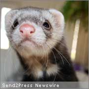 Ferret legalization