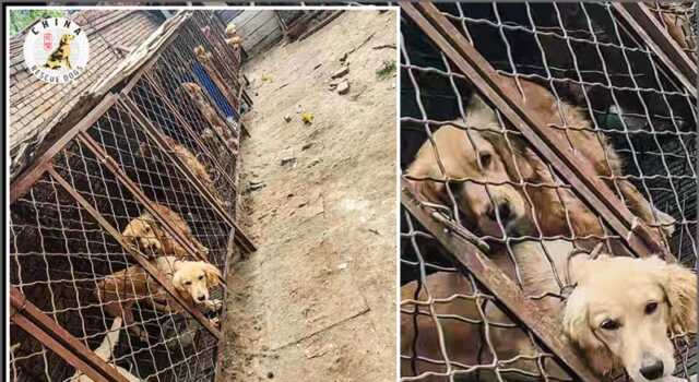 China Rescue Dogs Fights to Save Golden Retrievers